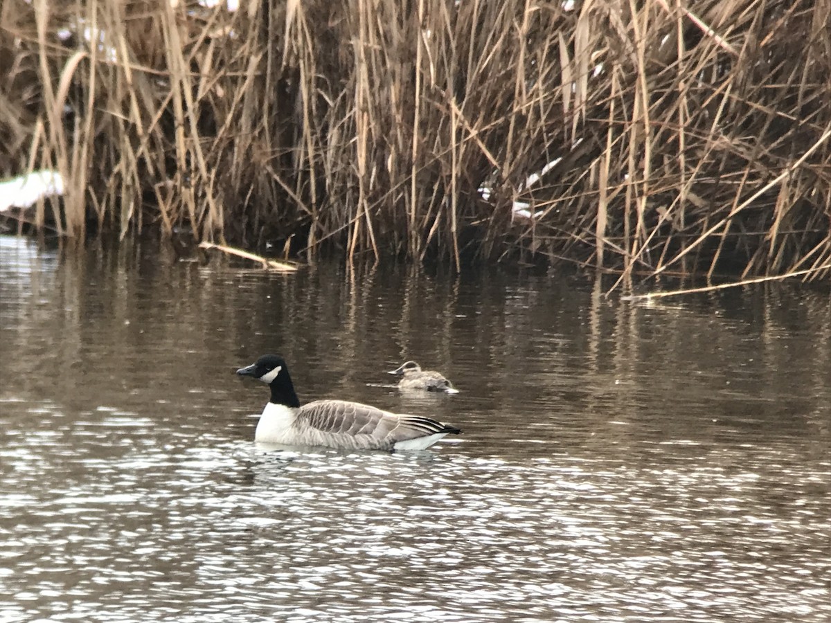 Ruddy Duck - ML614075398