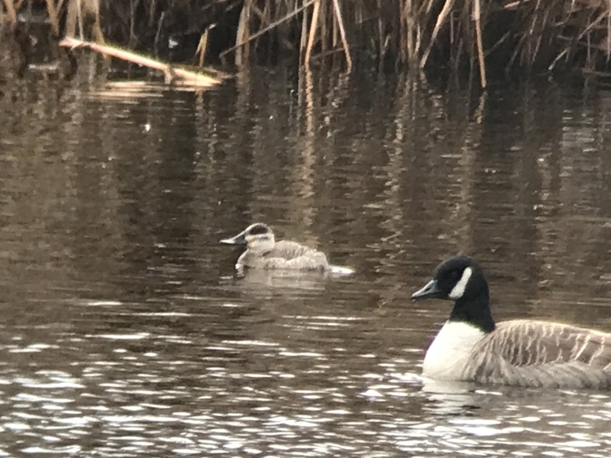 Ruddy Duck - ML614075399