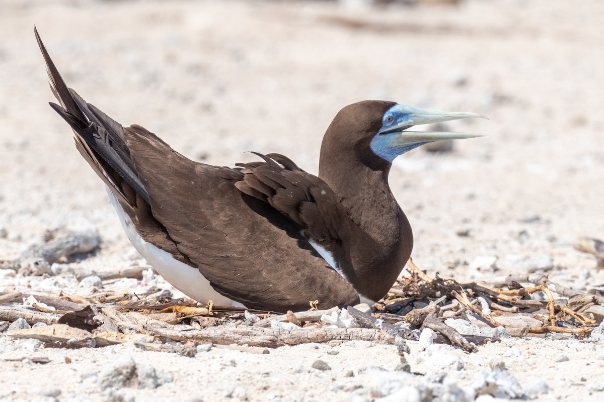 Brown Booby - ML614075405