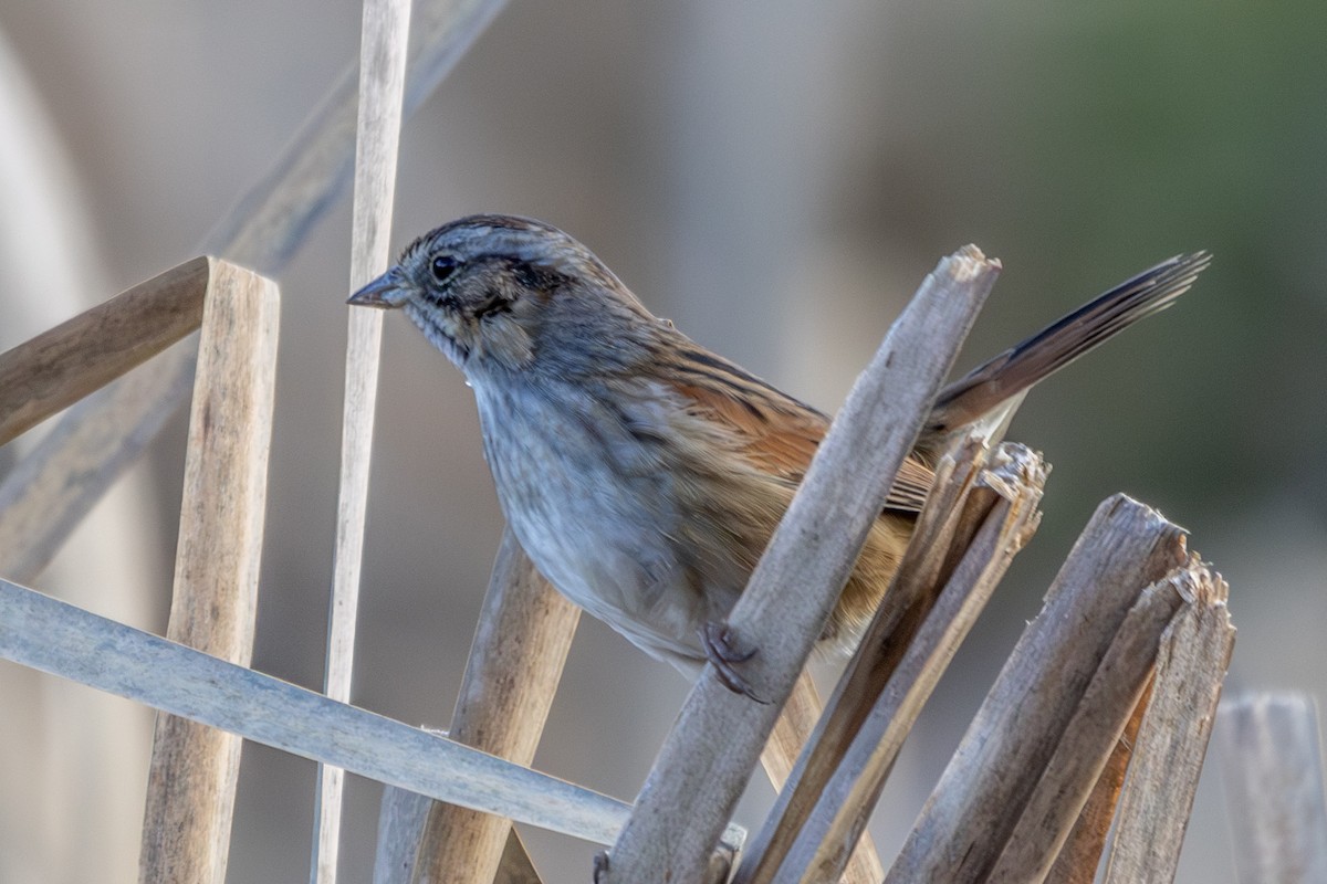 Swamp Sparrow - ML614075443