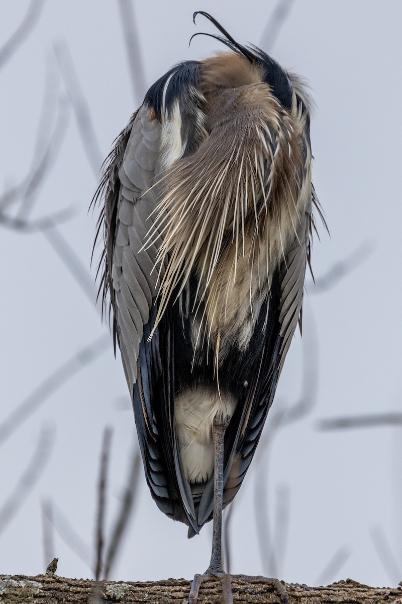 Great Blue Heron - ML614075454