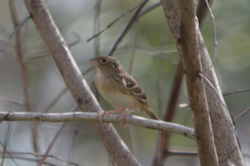 Grasshopper Sparrow - ML614075486