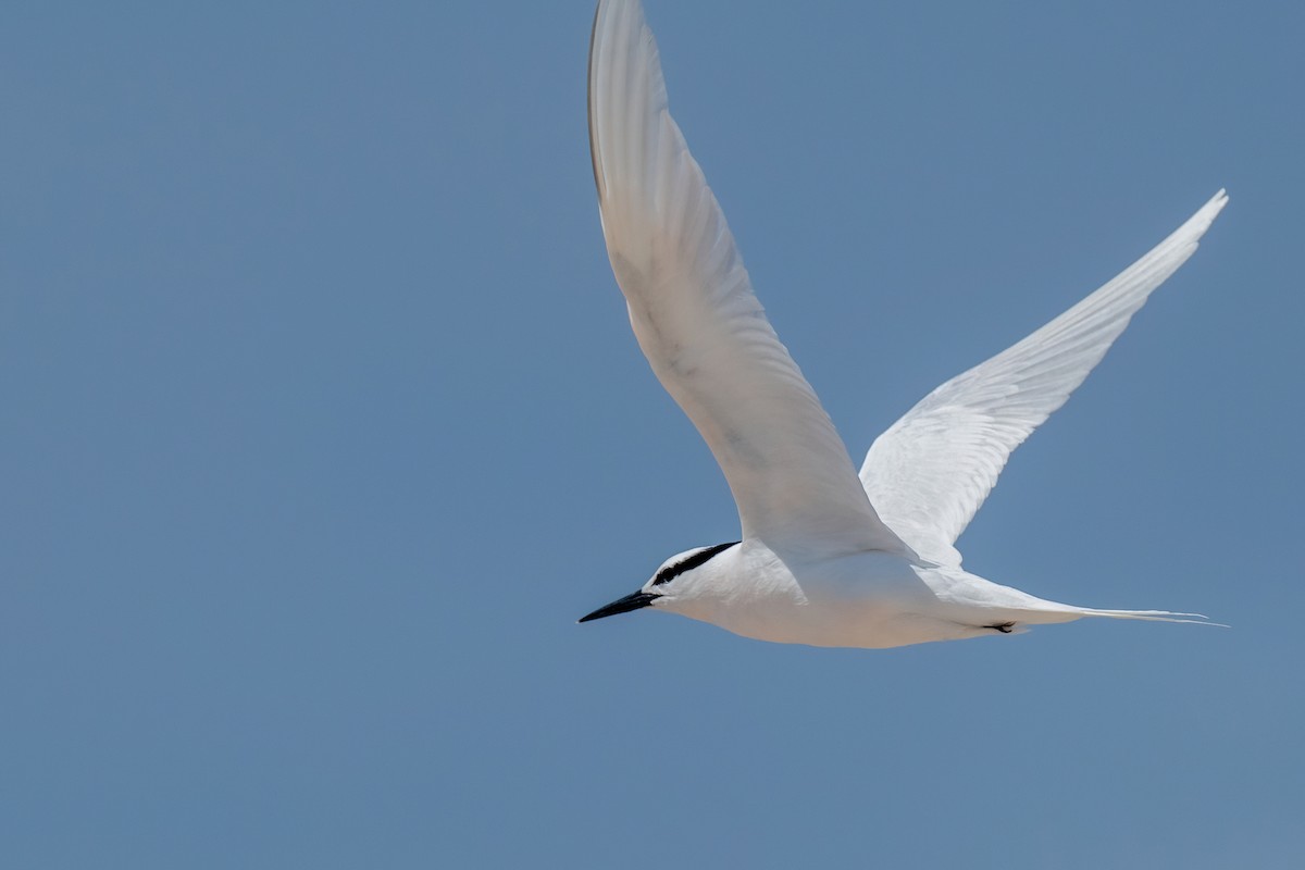 Black-naped Tern - James Hoagland