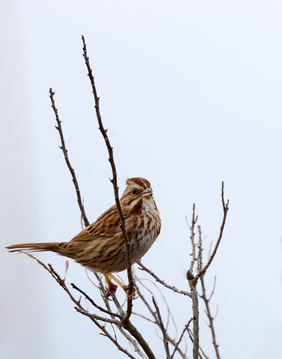 Song Sparrow - ML614075551