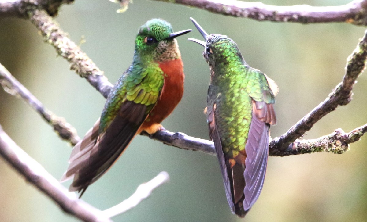 kolibřík peruánský - ML614075784