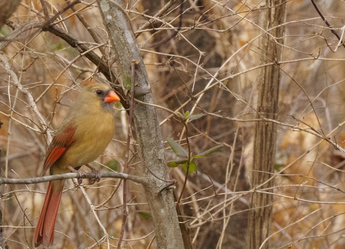 Northern Cardinal - ML614075810