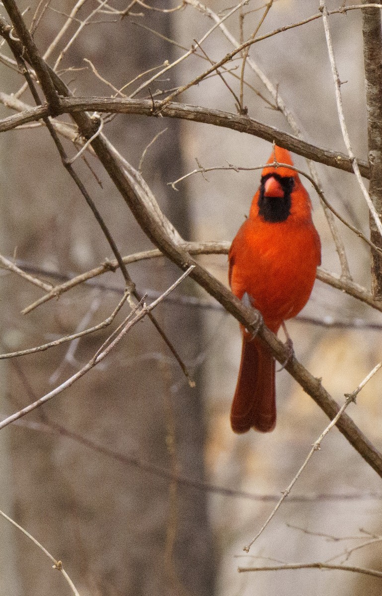 Northern Cardinal - ML614075817