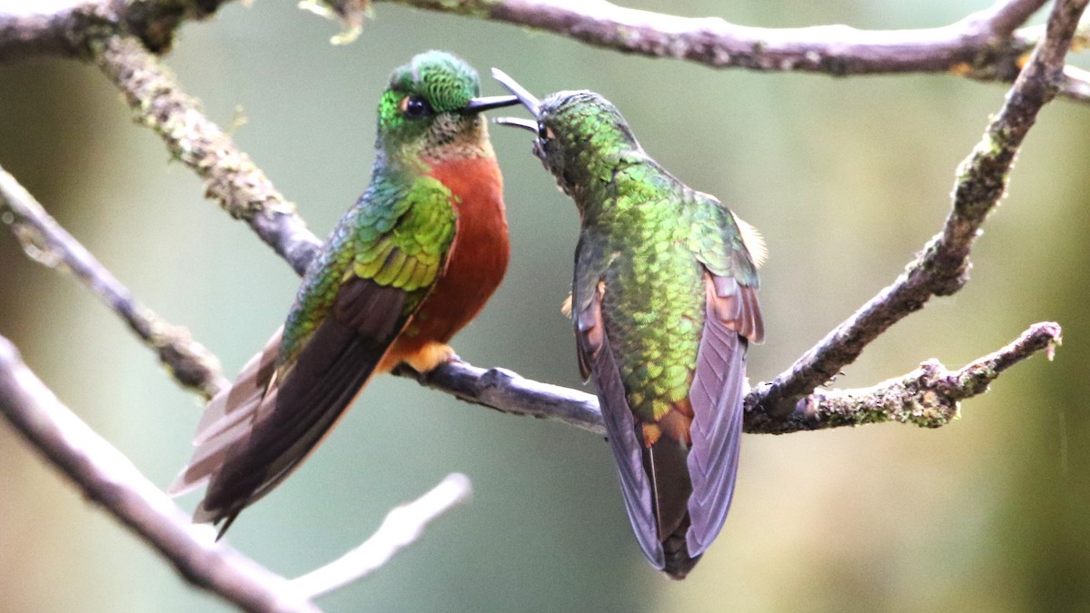 kolibřík peruánský - ML614075818