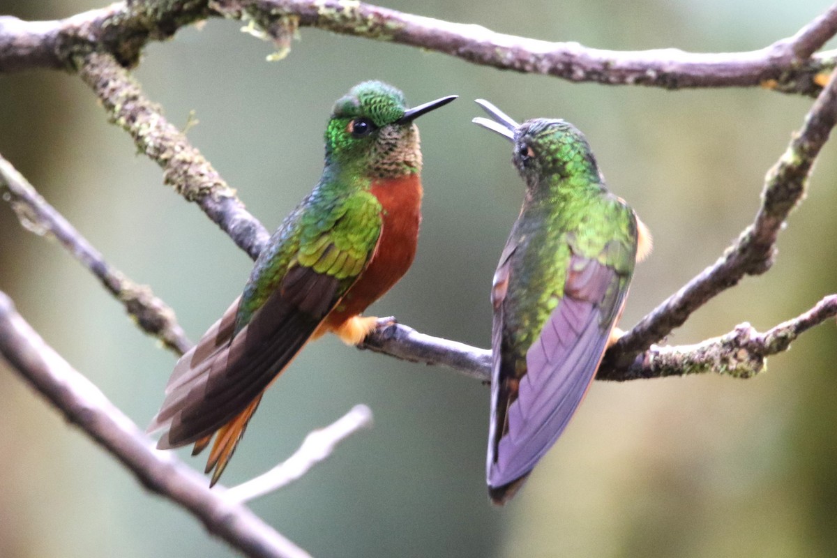 kolibřík peruánský - ML614075821
