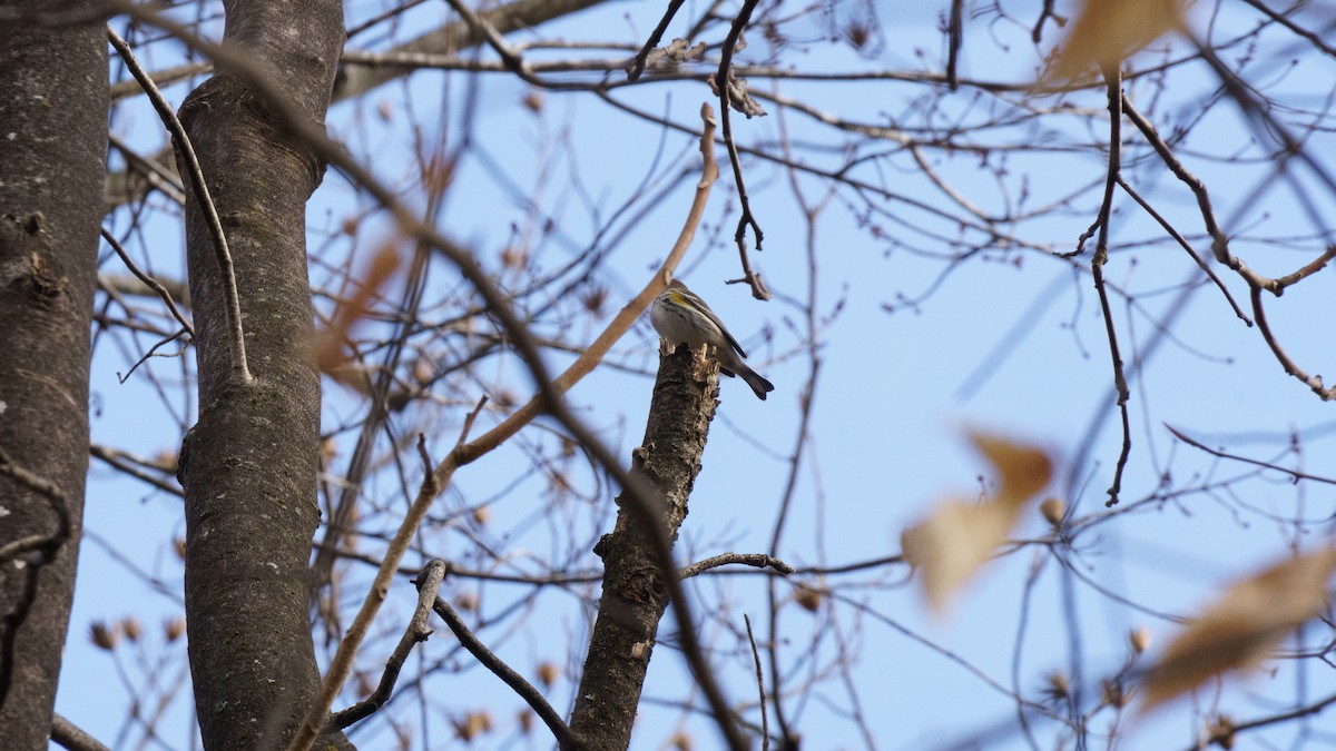 Yellow-rumped Warbler - ML614075836