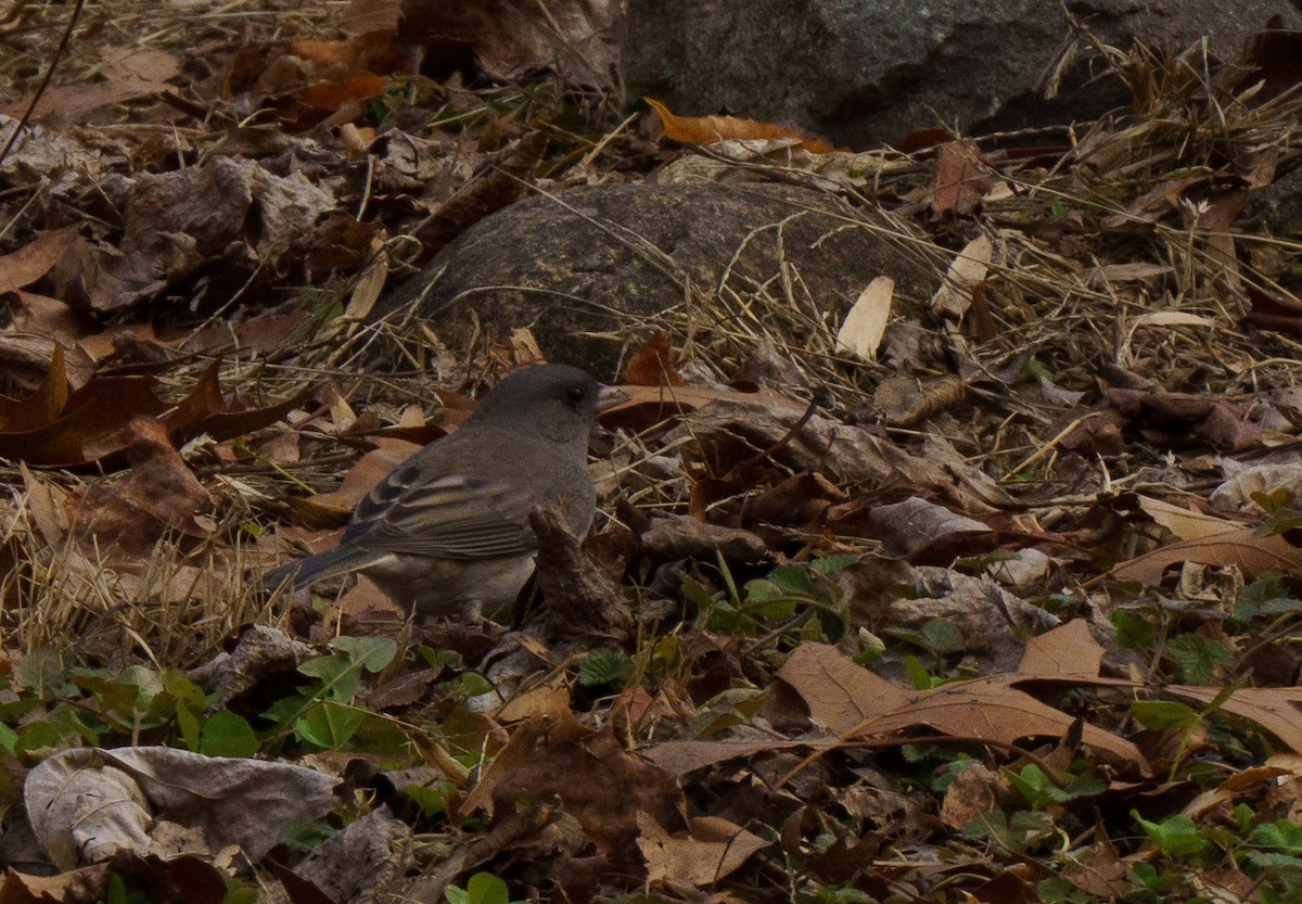 Dark-eyed Junco - ML614075847