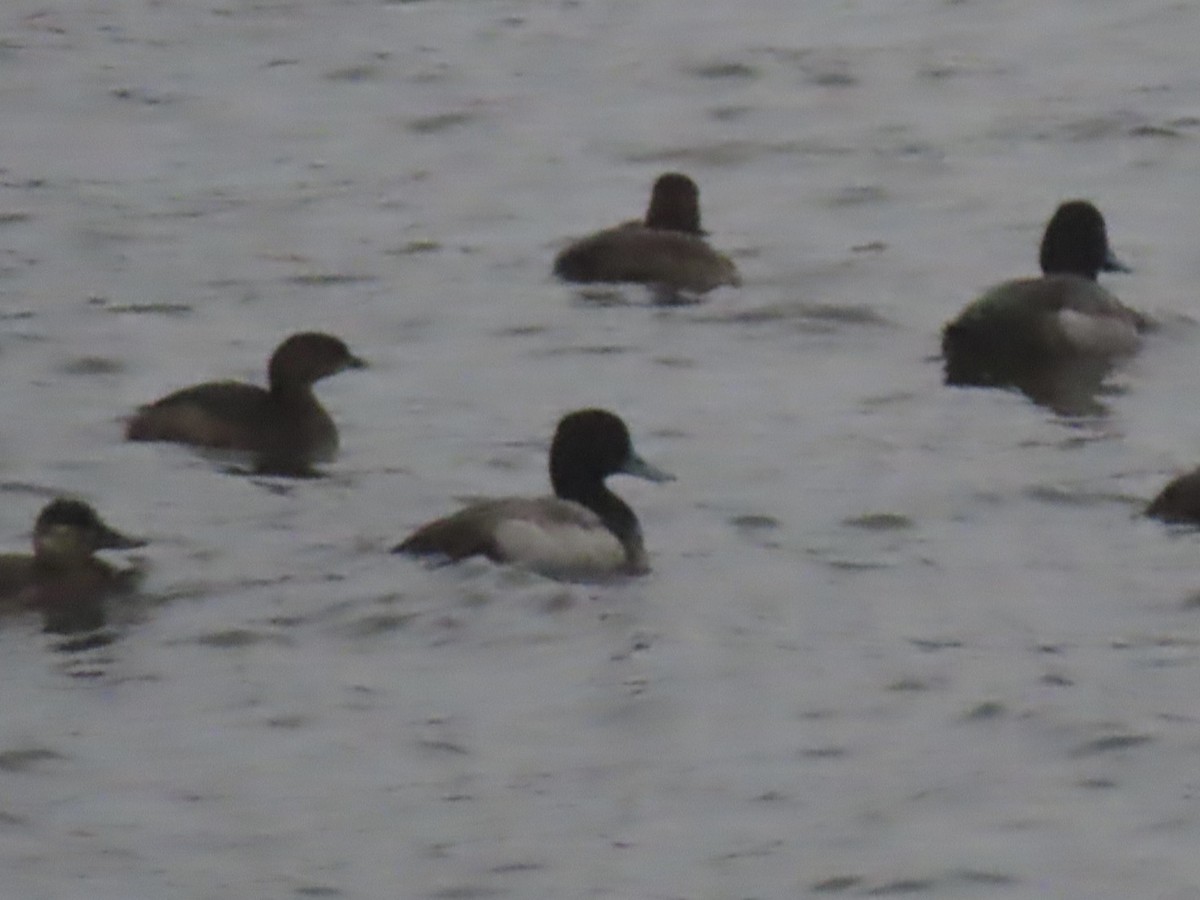 Lesser Scaup - ML614075872