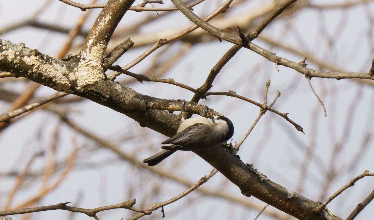 Carolina Chickadee - ML614075878