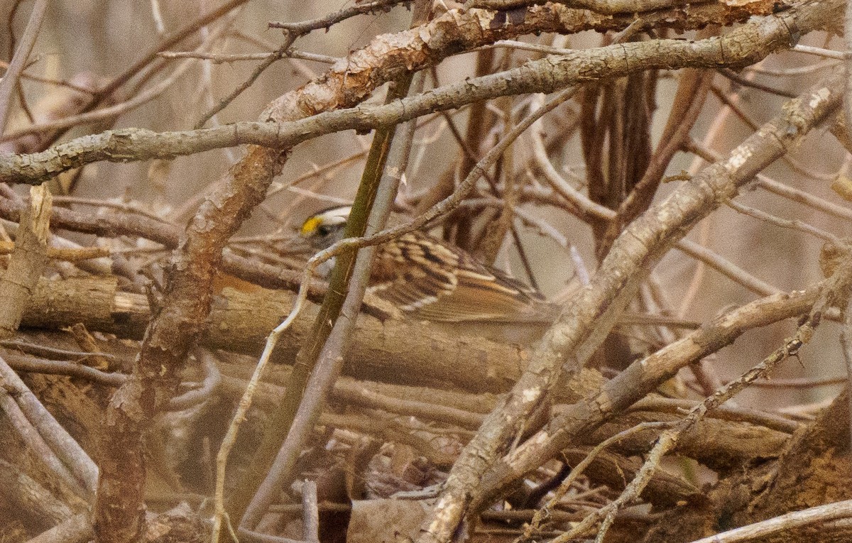 White-throated Sparrow - ML614075909