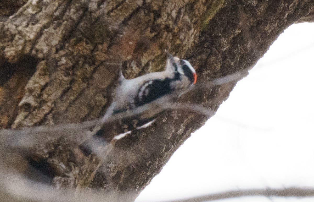 Downy Woodpecker - ML614075939