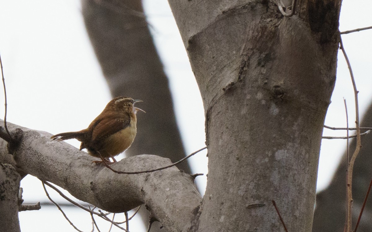 Carolina Wren - ML614075960