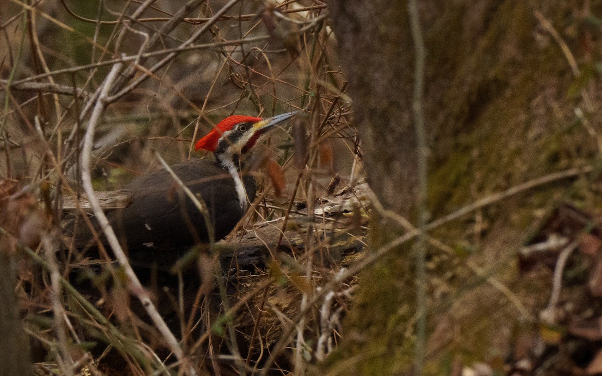 Pileated Woodpecker - ML614075989