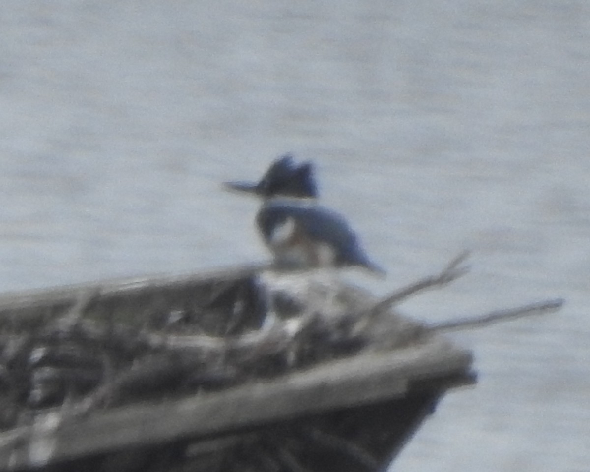 Belted Kingfisher - ML614076015