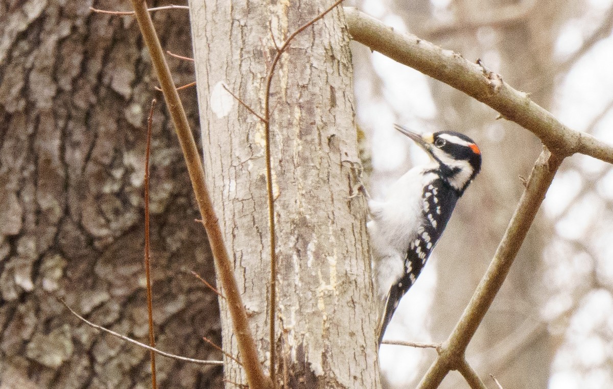 Hairy Woodpecker - ML614076019