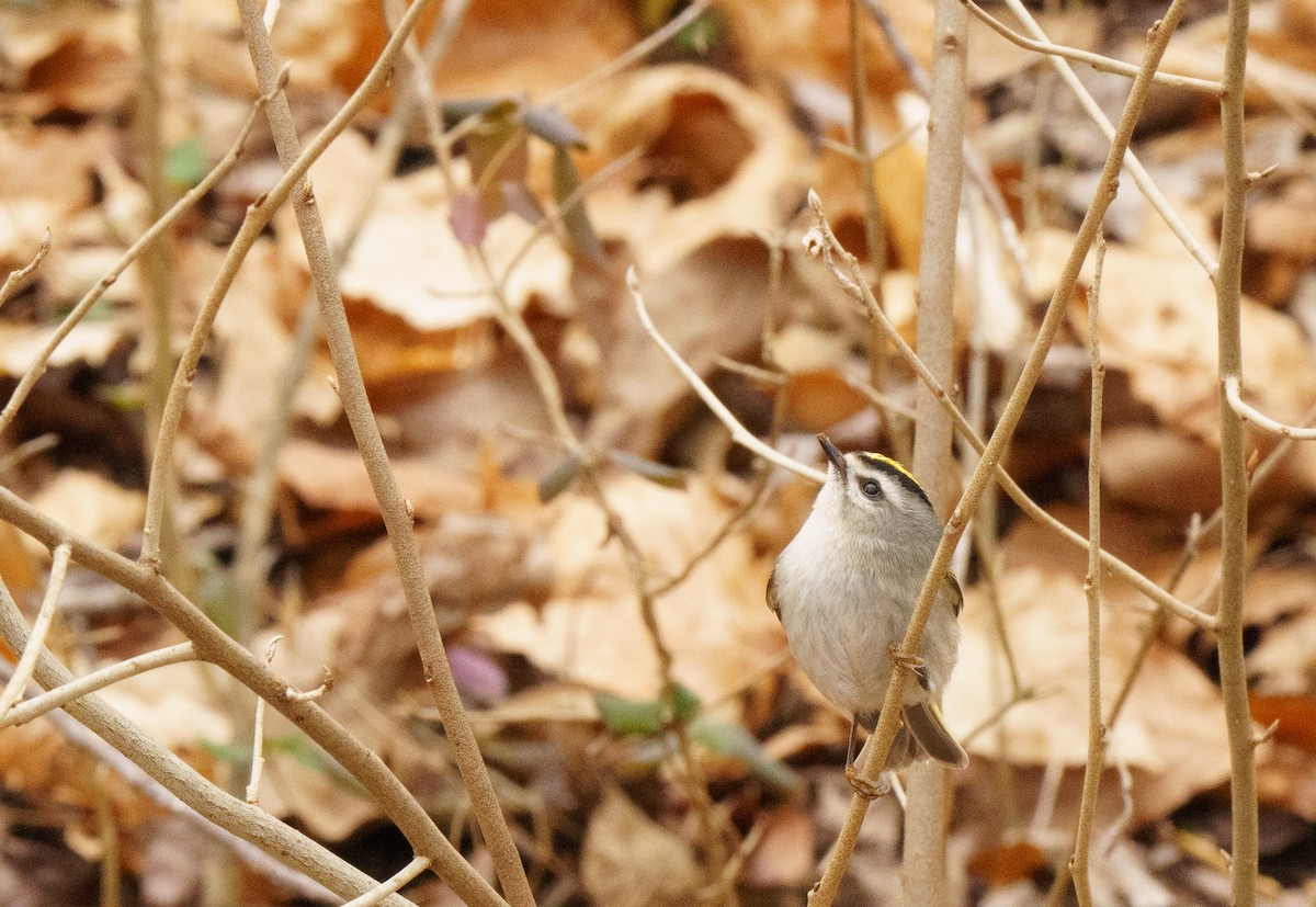 Golden-crowned Kinglet - ML614076036
