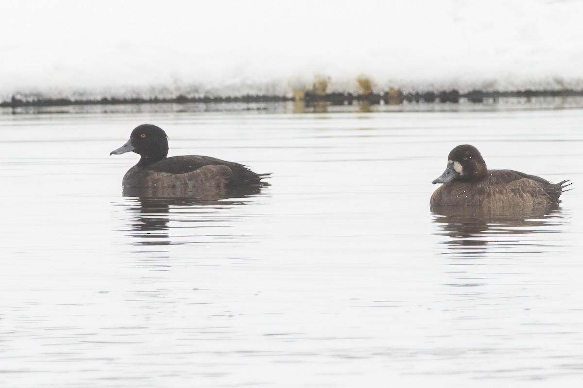 Tufted Duck - ML614076057