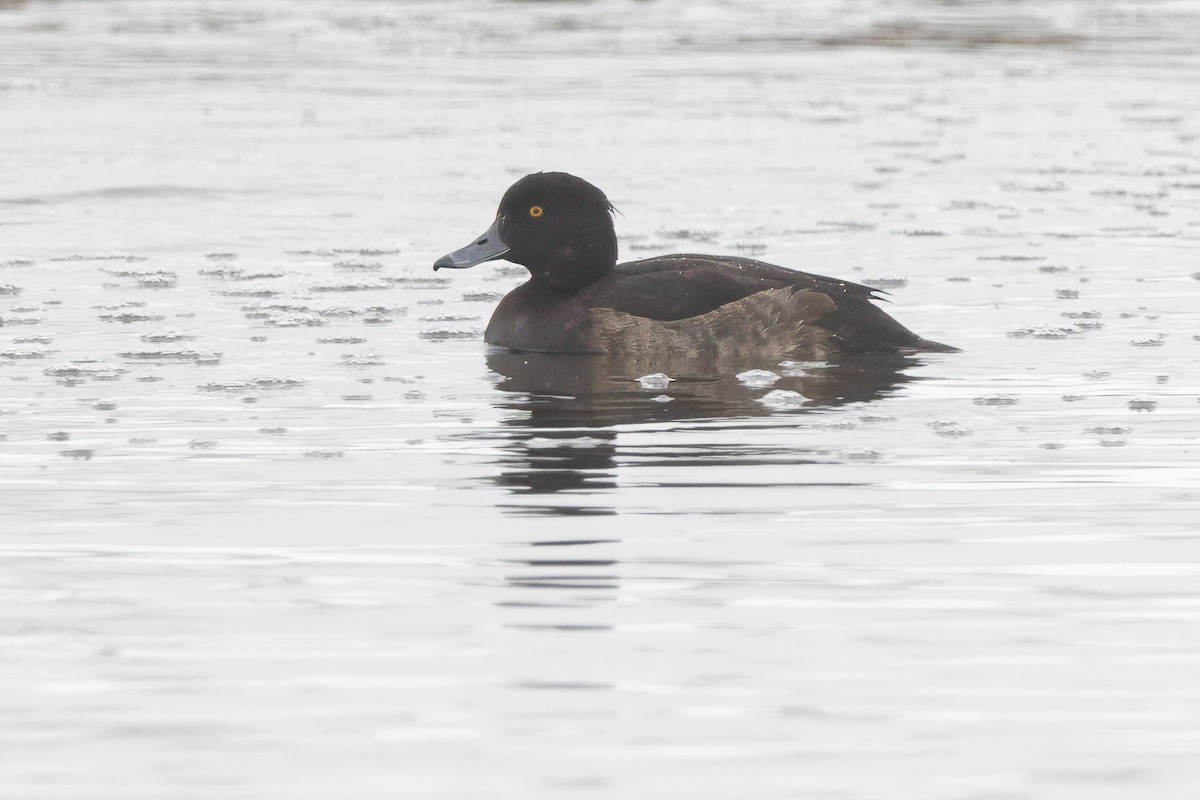 Tufted Duck - ML614076058