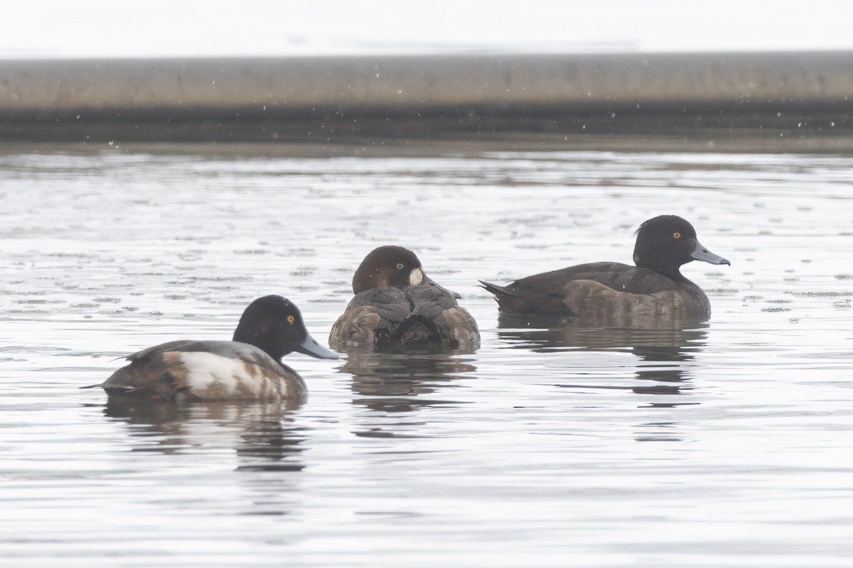 Tufted Duck - ML614076059