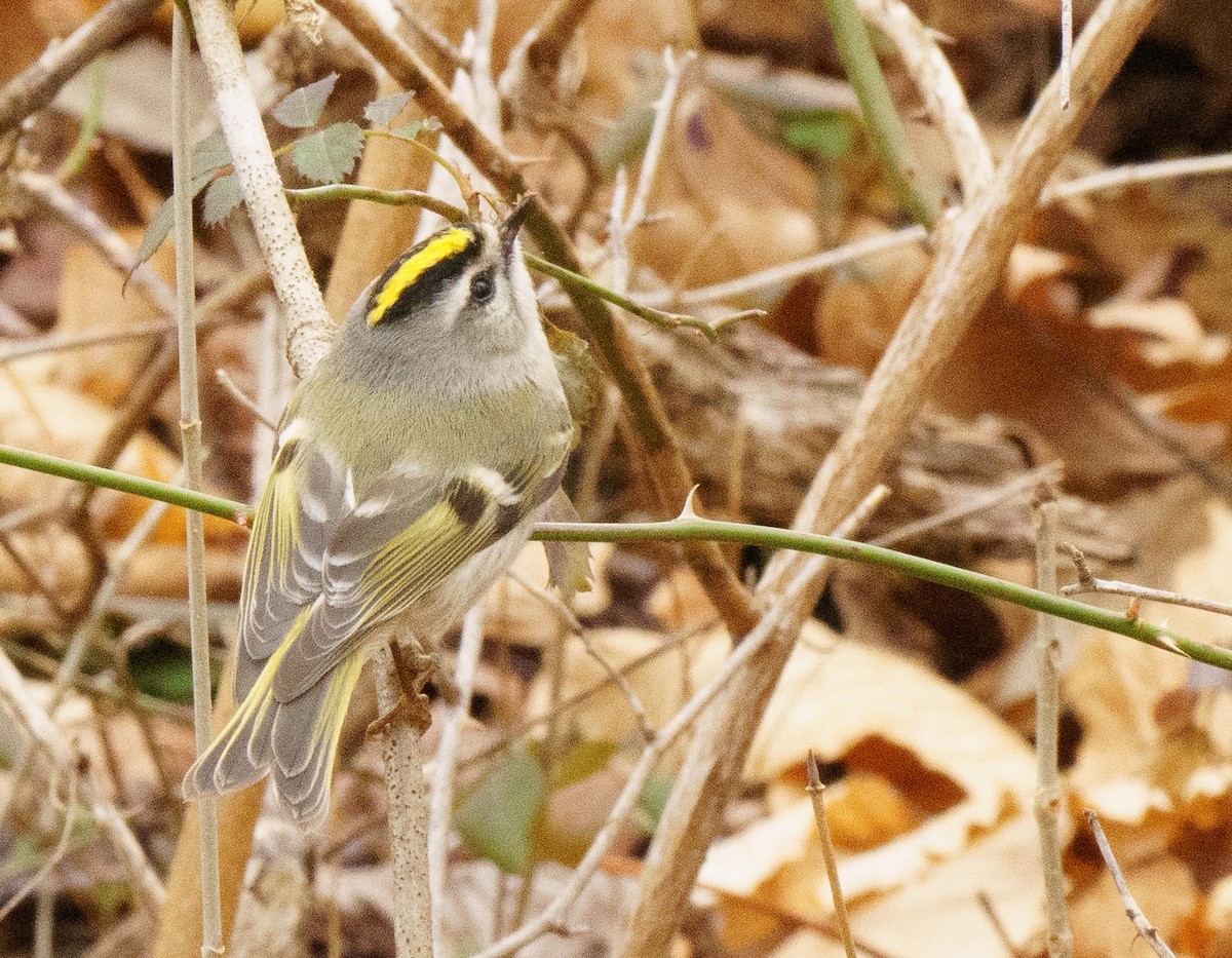 Golden-crowned Kinglet - ML614076079