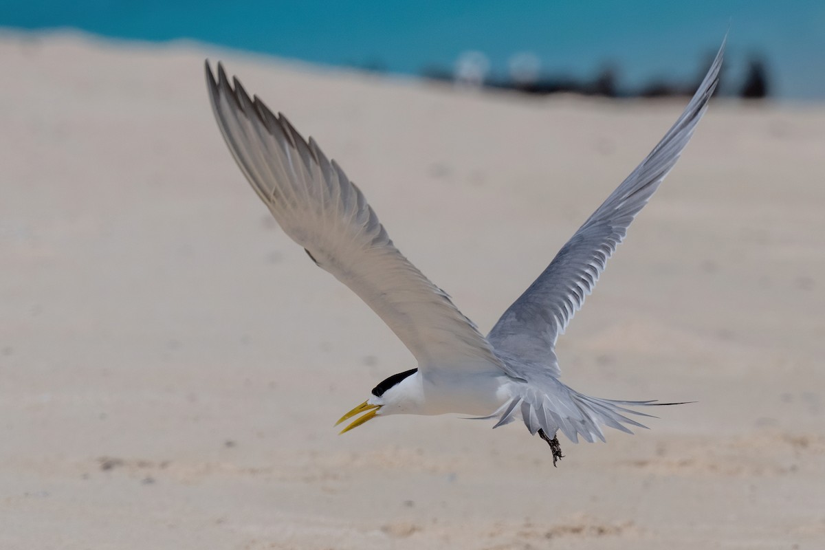 Great Crested Tern - ML614076087