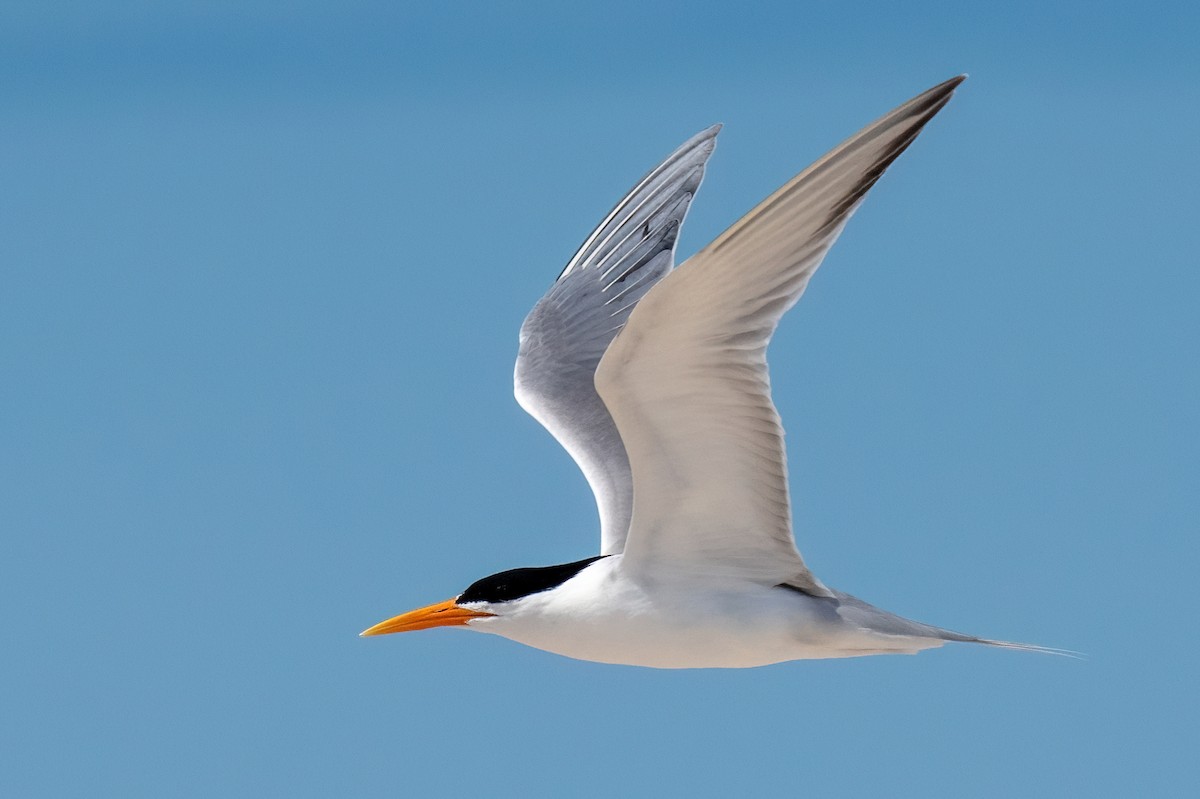 Lesser Crested Tern - James Hoagland