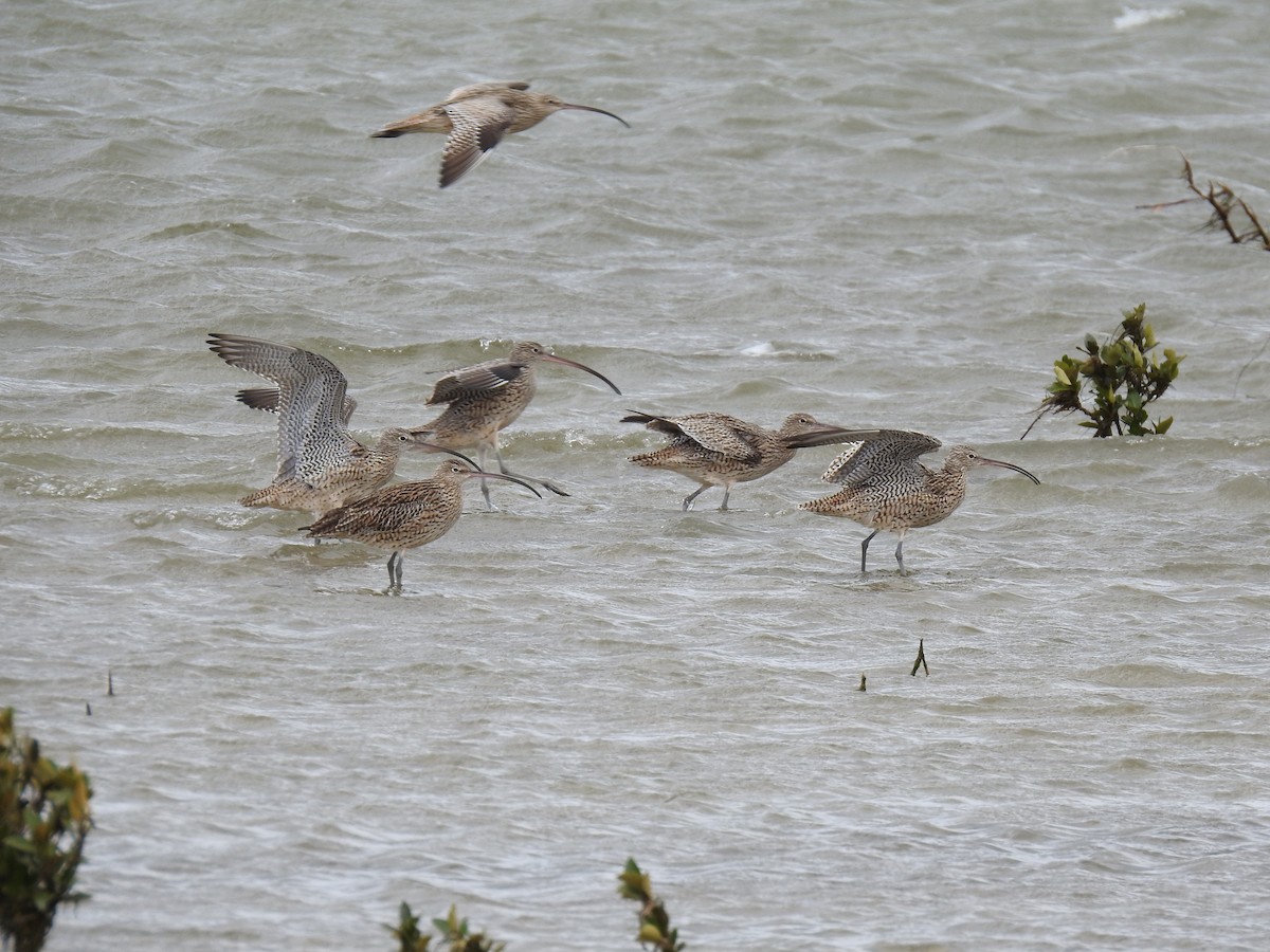 Far Eastern Curlew - ML614076123