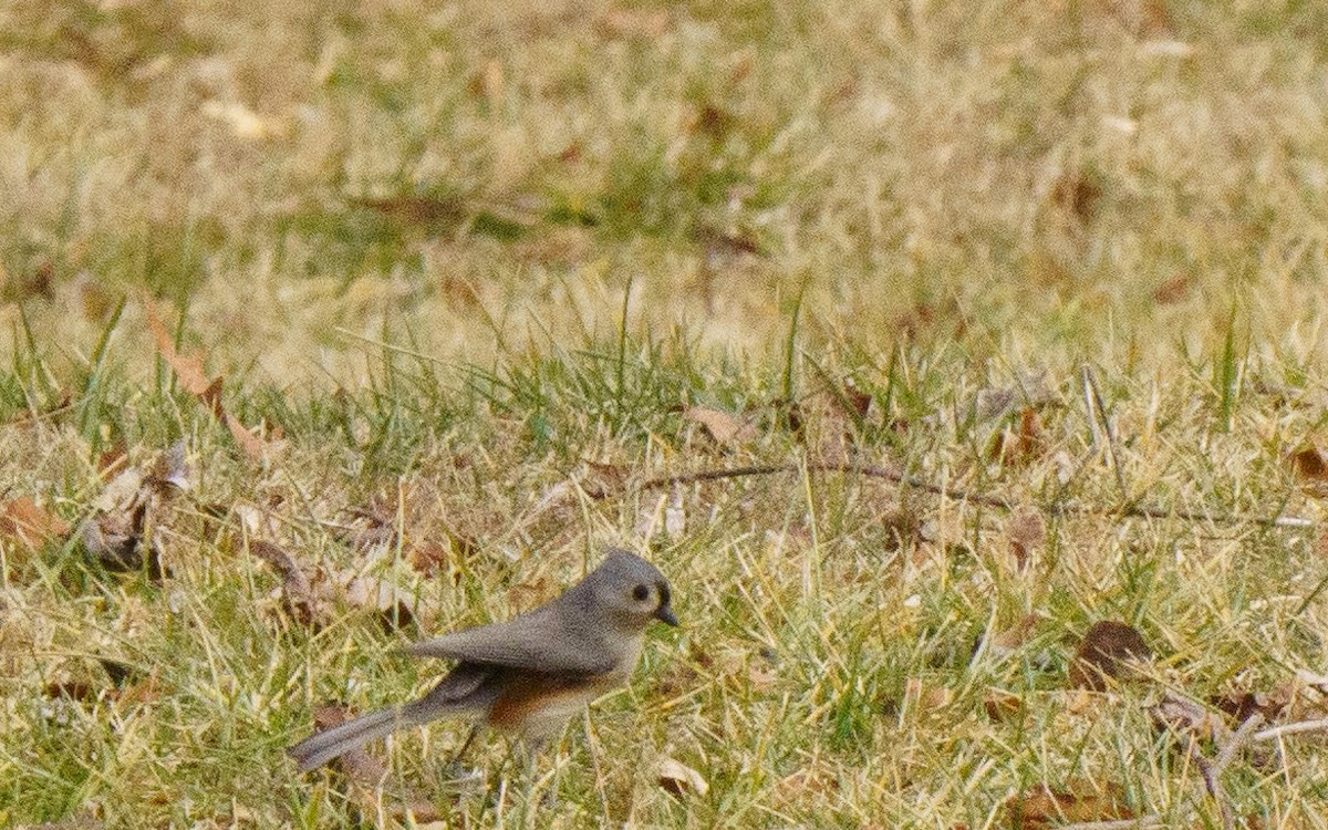 Tufted Titmouse - ML614076140