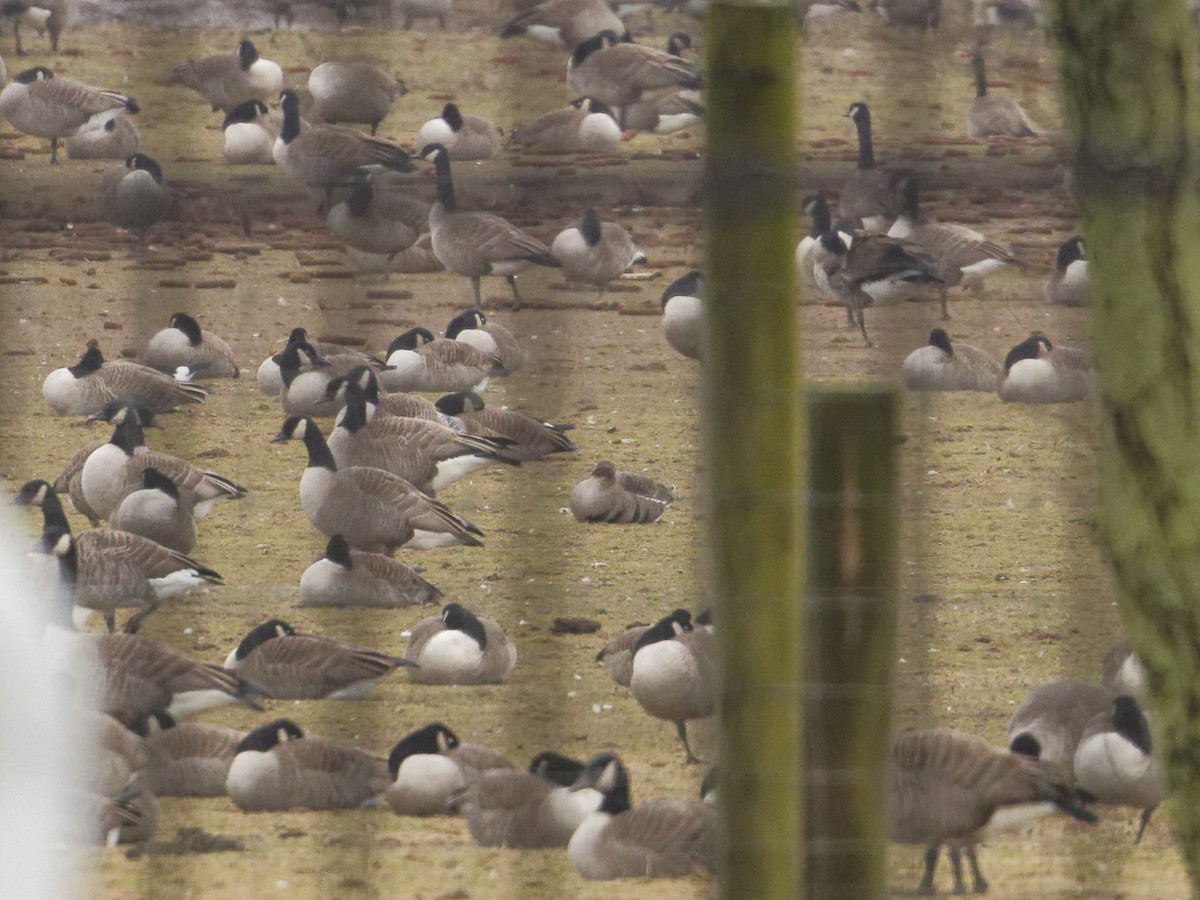 Greater White-fronted Goose - ML614076167