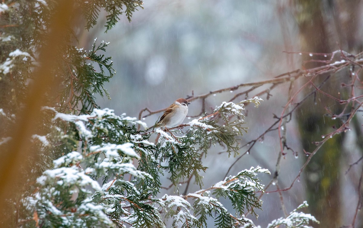 Eurasian Tree Sparrow - Michelle Martin