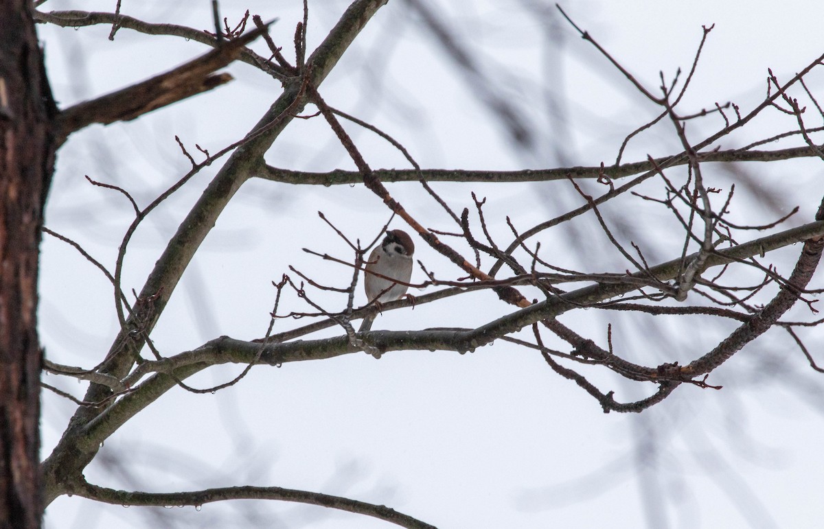 Eurasian Tree Sparrow - Michelle Martin