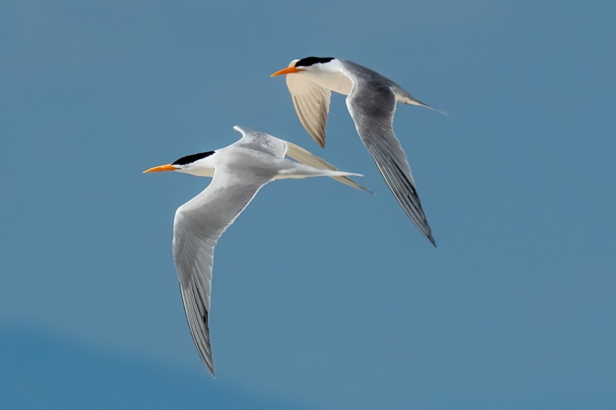 Lesser Crested Tern - James Hoagland