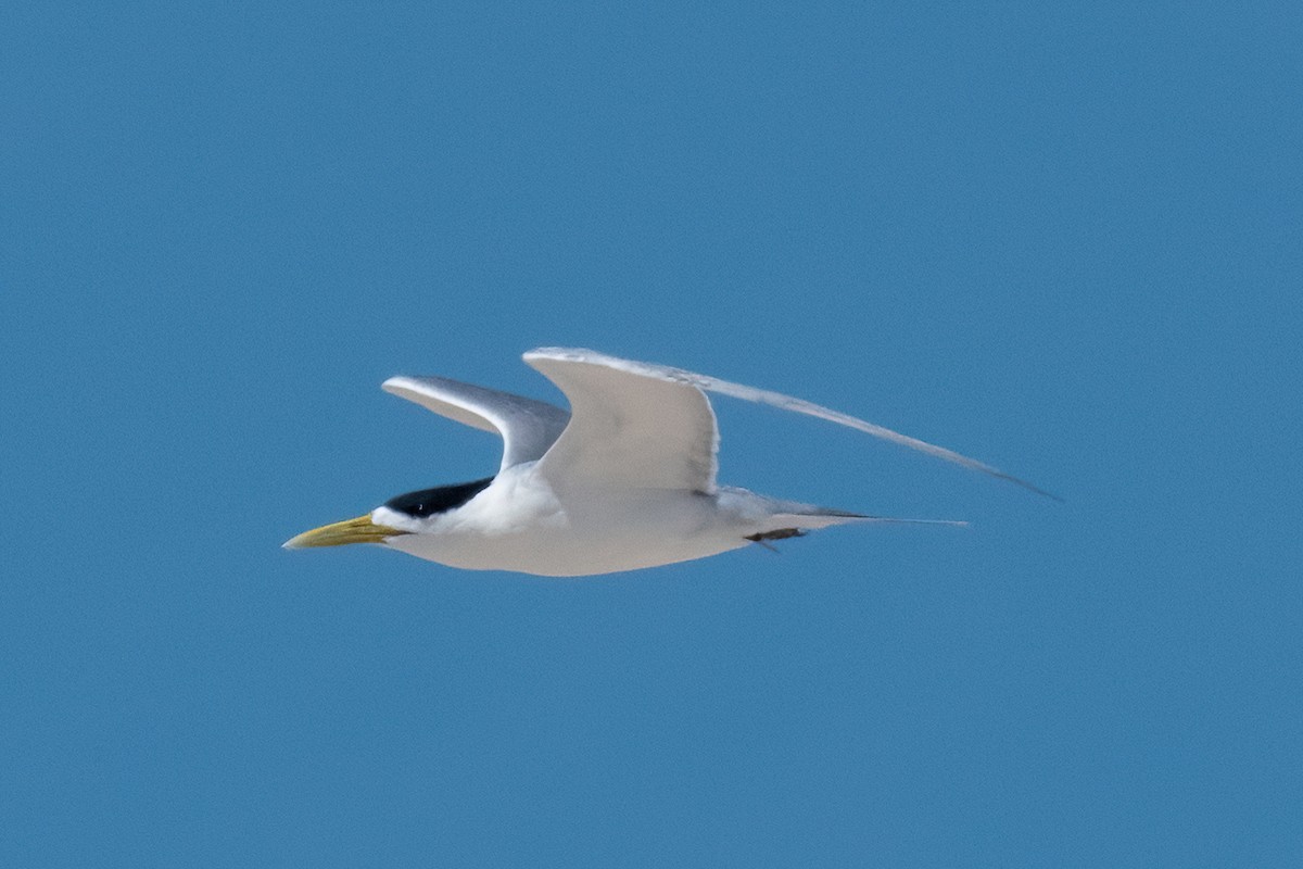 Great Crested Tern - ML614076210