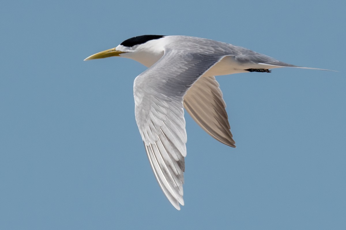 Great Crested Tern - ML614076215