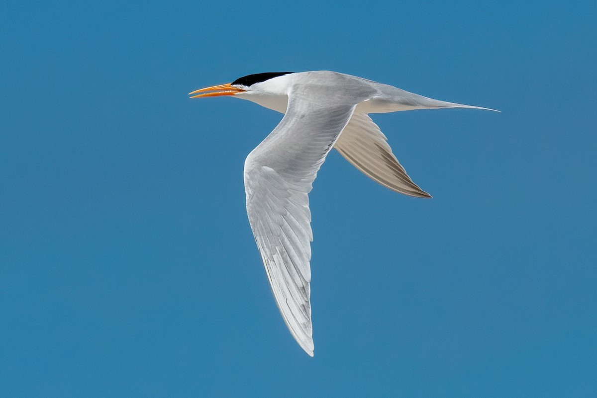 Lesser Crested Tern - James Hoagland