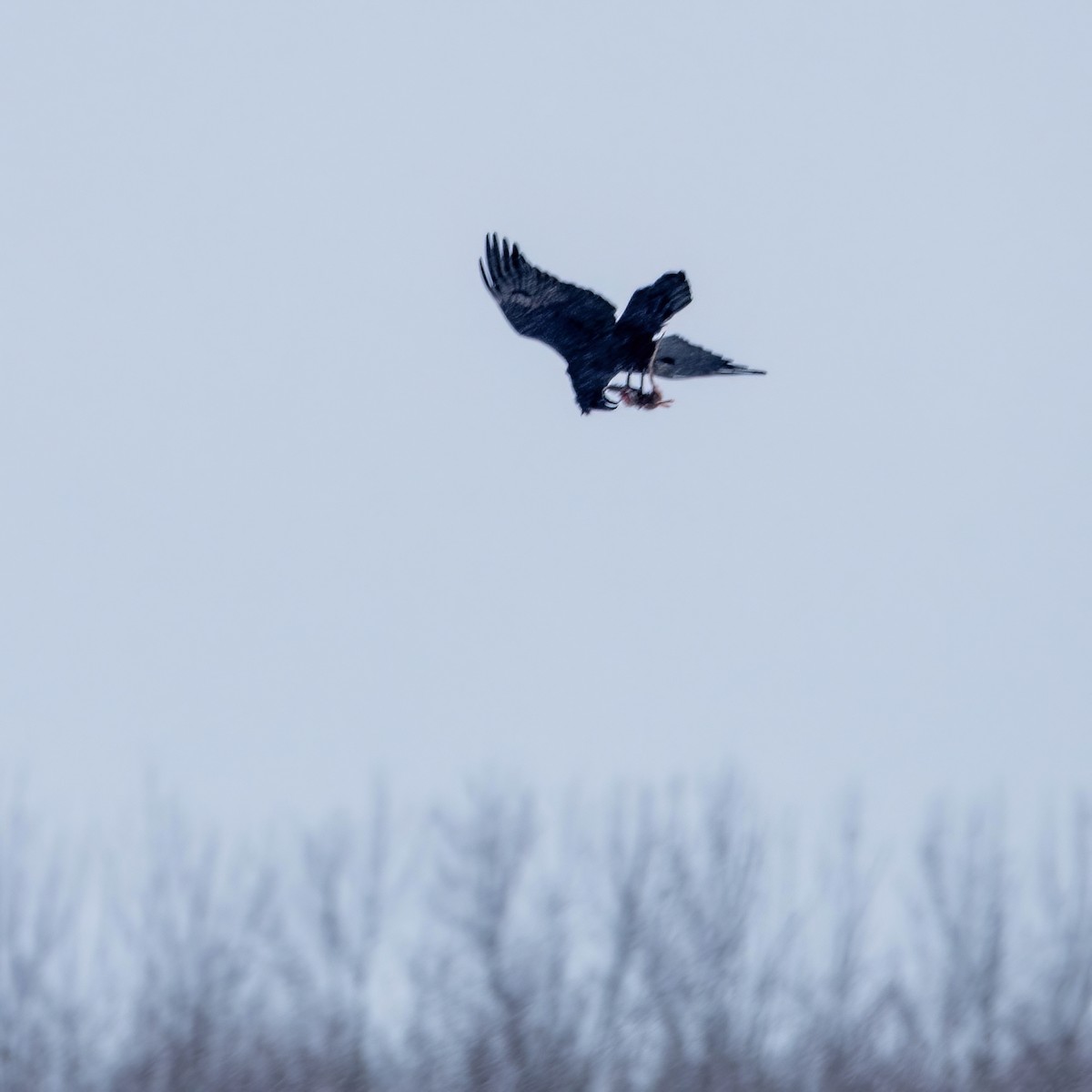 Common Raven - ML614076226