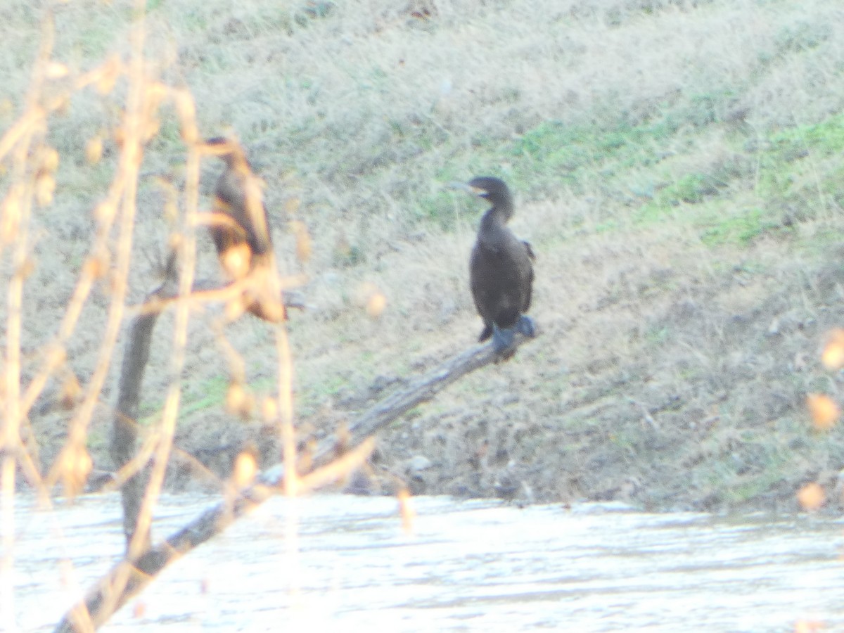 Neotropic Cormorant - ML614076239