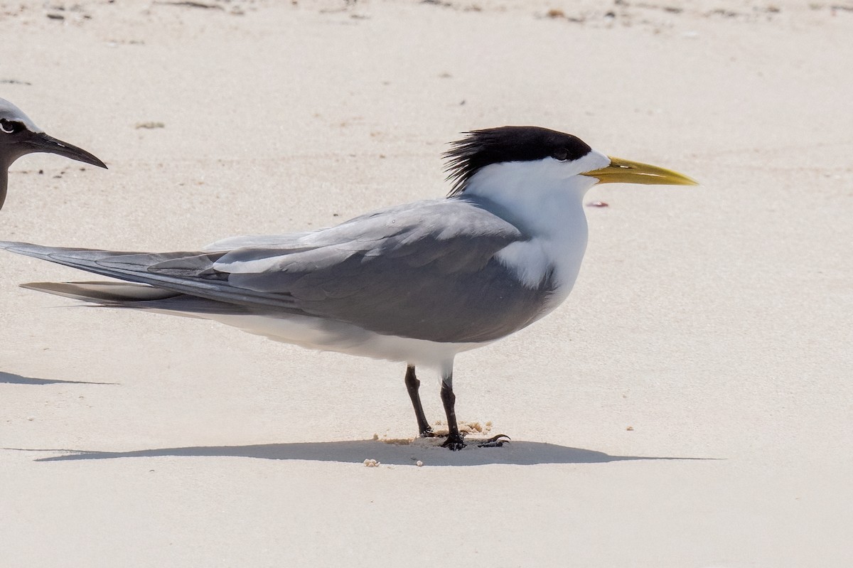 Great Crested Tern - ML614076248