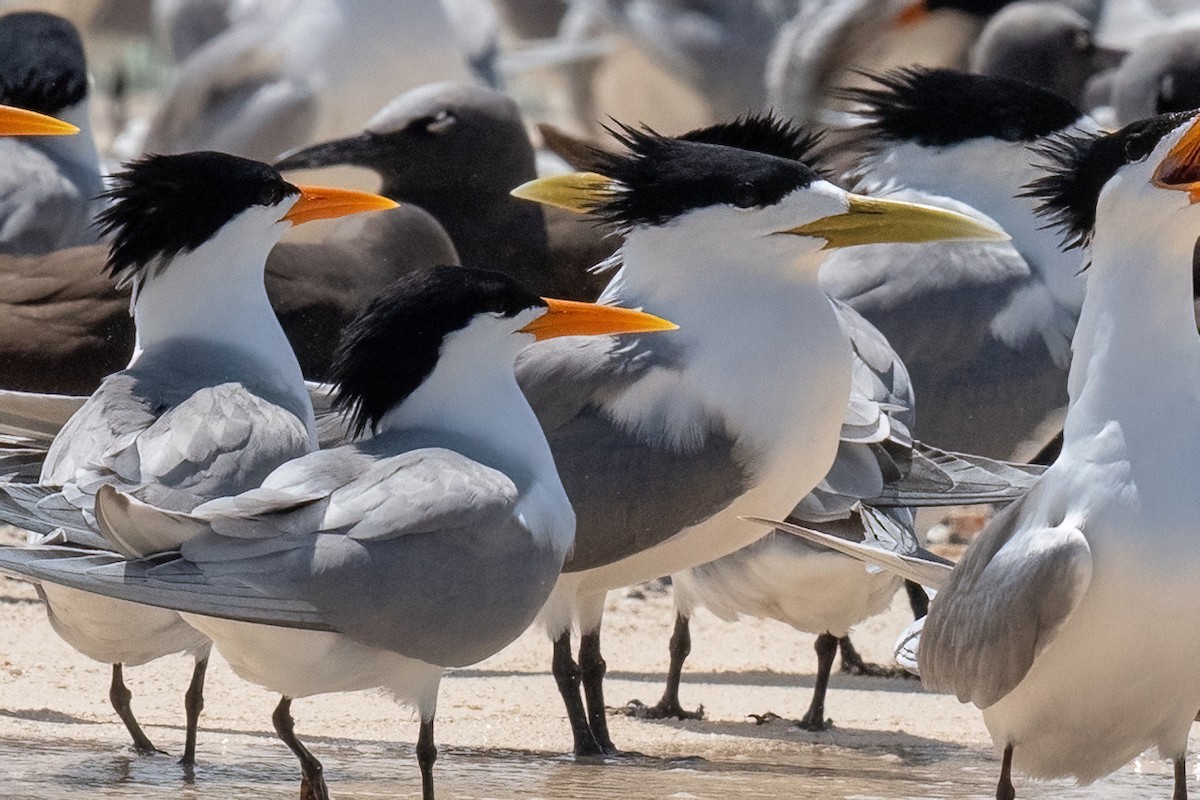 Great Crested Tern - ML614076254