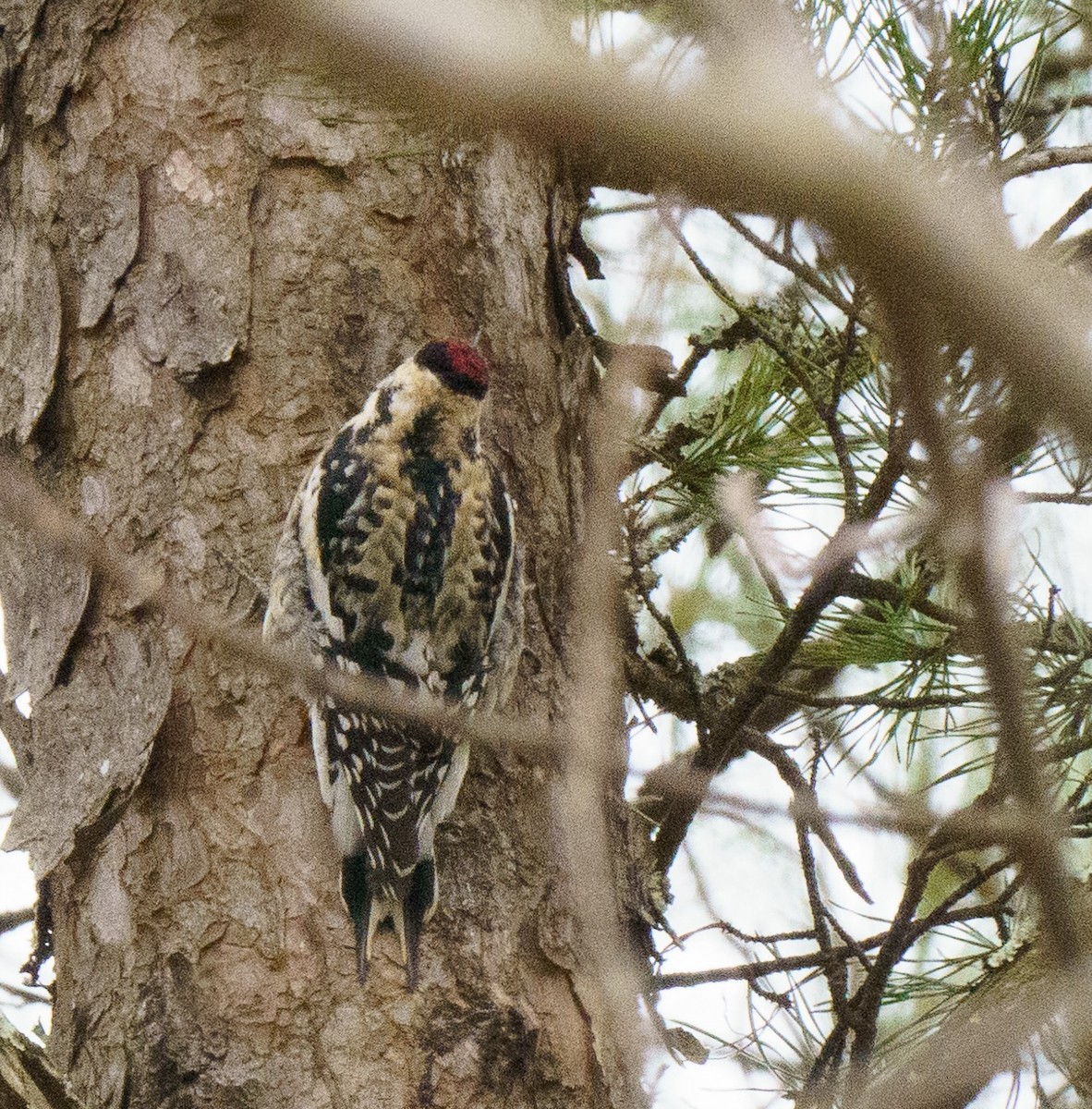 Yellow-bellied Sapsucker - ML614076308