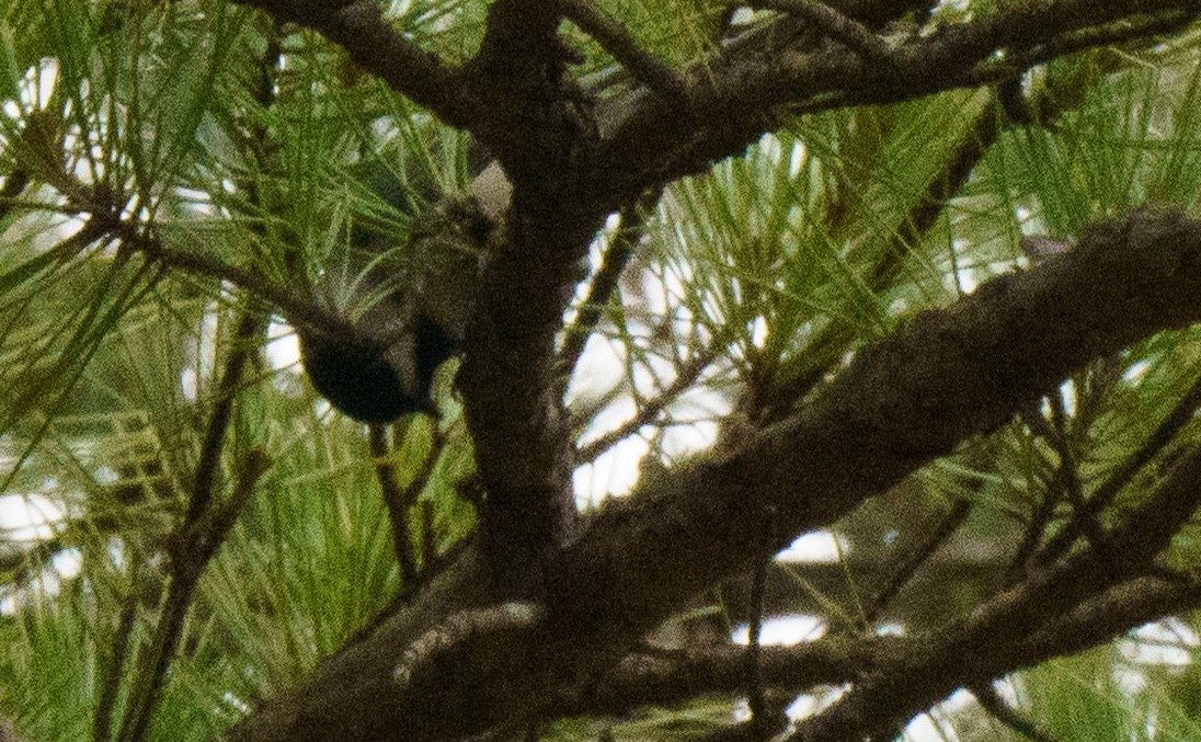 Carolina Chickadee - ML614076342