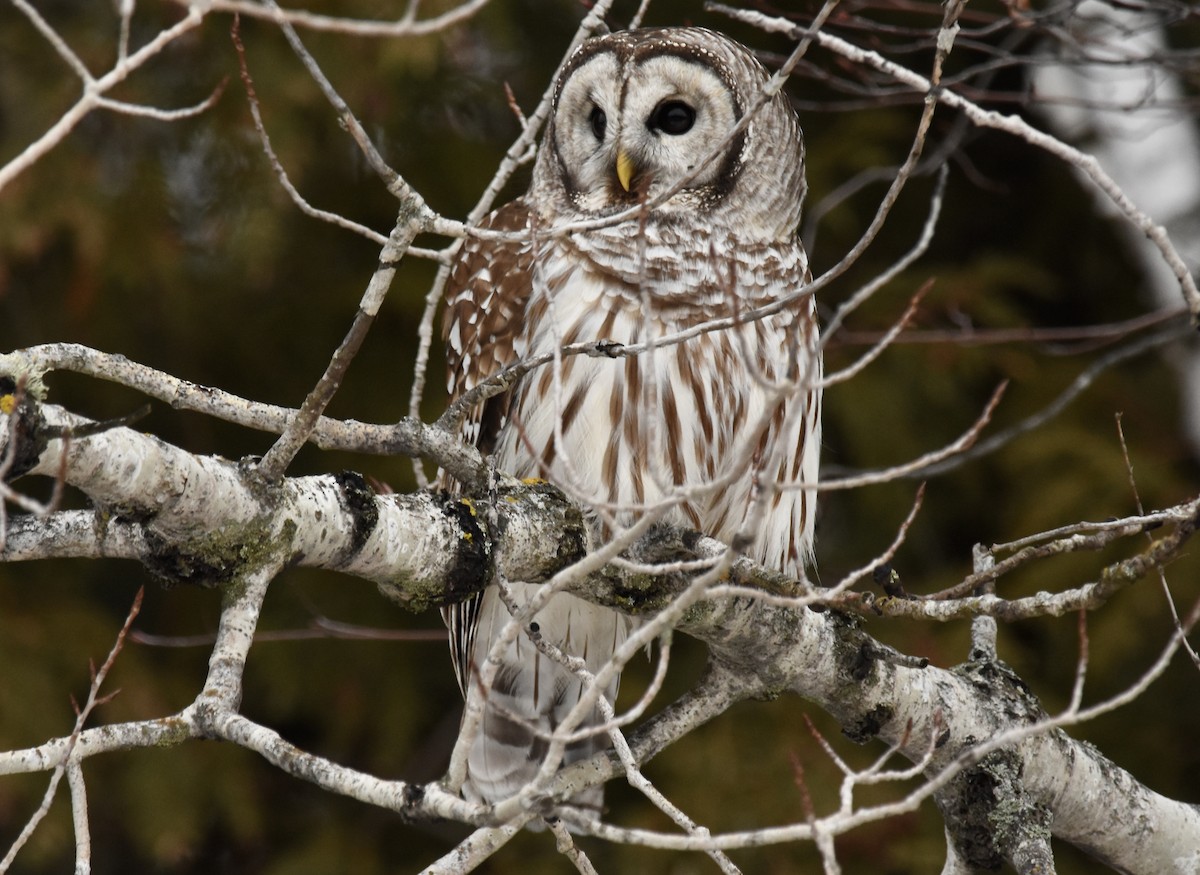 Barred Owl - scot stewart