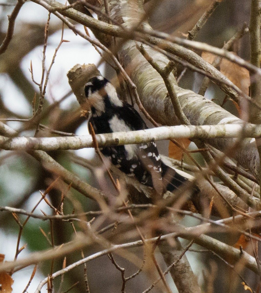 Downy Woodpecker - ML614076367