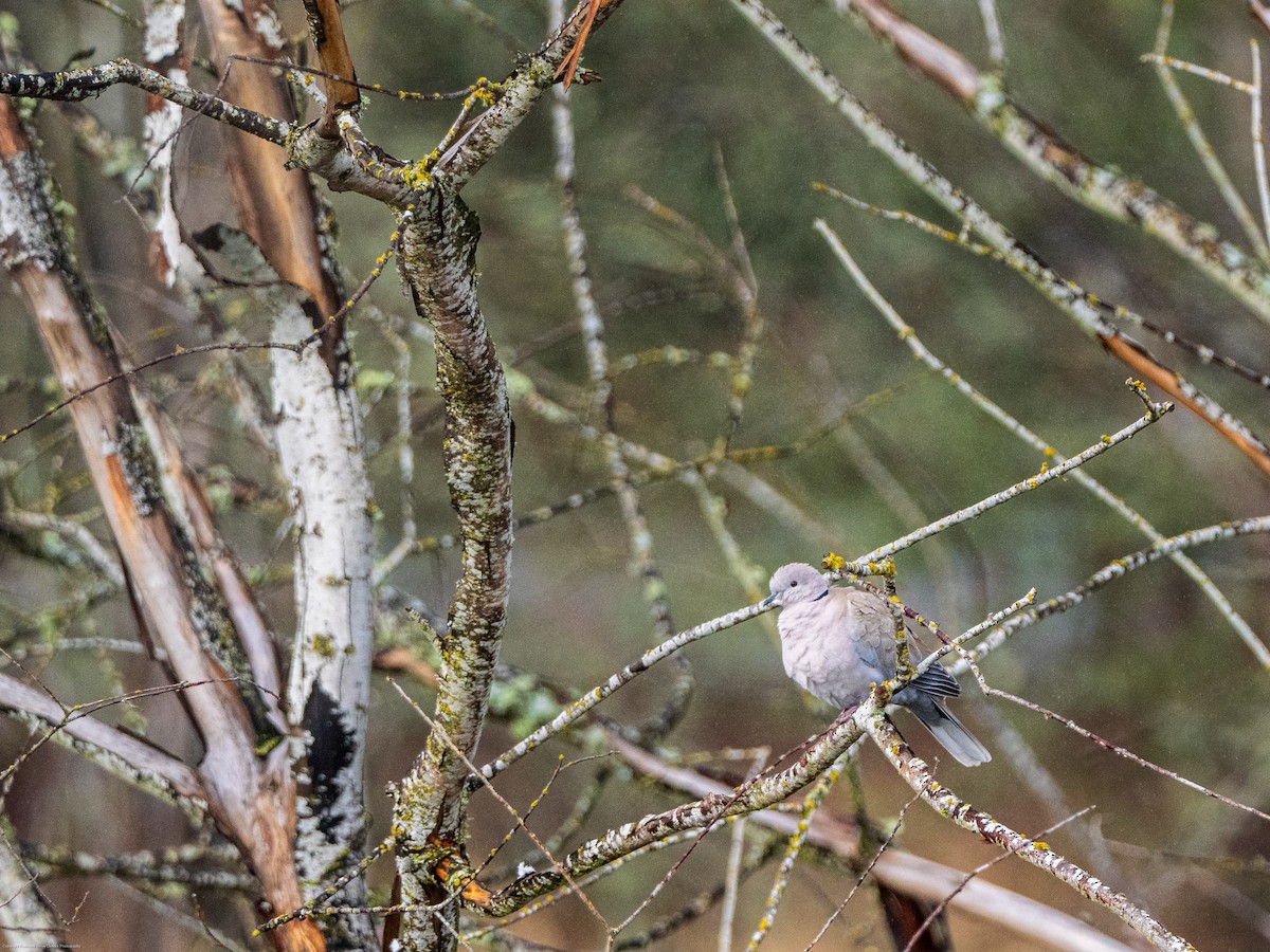 Eurasian Collared-Dove - ML614076369