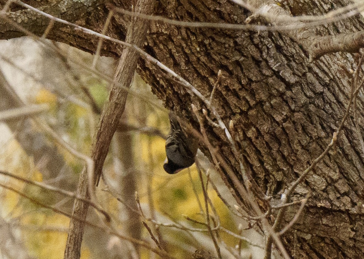 White-breasted Nuthatch - ML614076384