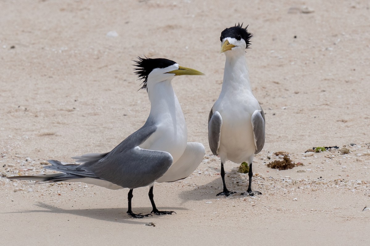Great Crested Tern - ML614076393